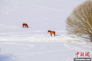 新疆那拉提草原雪后宛如诗意水墨画