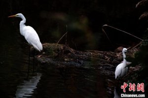 候鸟迁徙季 闽江河口湿地迎“客”来