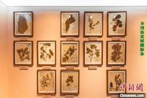 南京高校树木标本馆：20余万棵“植物”展现生命的力量