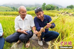 中国多年生稻研究成果入选《科学》杂志2022年度十大科学突破