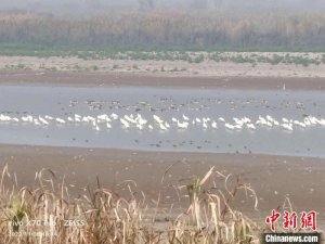 洞庭湖记录越冬水鸟37.83万只 黑脸琵鹭时隔五年再现身