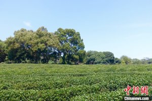 西湖龙井茶将于3月13日正式开采 产量保持稳定