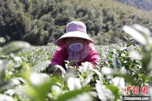 浙江“千年古县城”慈城：春茶飘香助农共富