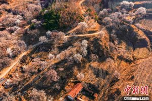 山东日照：漫山杏花竞相绽放