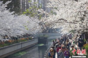 落英缤纷中邂逅春光：南京这间“樱花教室”浪漫满窗