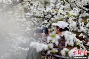 江西彭泽千亩梨花盛开 勾勒乡村振兴新画卷