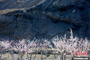 宁夏石嘴山：山花次第盛开扮靓生态美