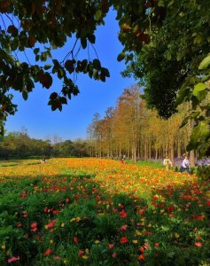 花海被踩坏，花期提前结束……公园：明明有多条花径