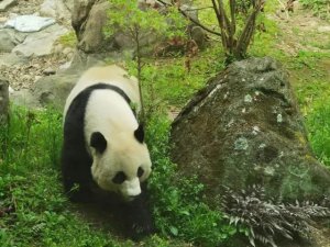 美香等旅美熊猫有乞食行为？官方回应