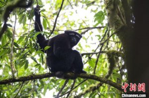 云南保山：230种国家保护野生动物受到严格保护