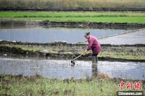 广西罗城：谷雨时节 早稻田间农事忙