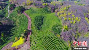 陕西勉县：茶园吐新绿 满山尽茶香