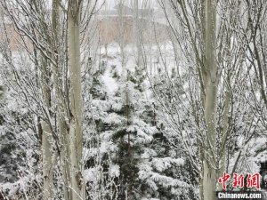 谷雨时节 塞上明珠山西左云“披”银装