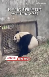 雌熊猫阿宝挑衅雄性七仔，耳朵被咬掉一块成V形，园方：无大碍，繁殖期