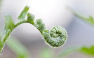 野菜有哪些品种 野菜怎么做好吃