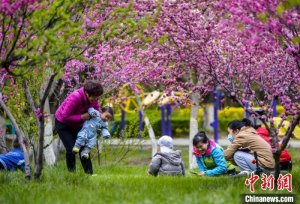 乌鲁木齐：春花盛开 市民徜徉花丛中