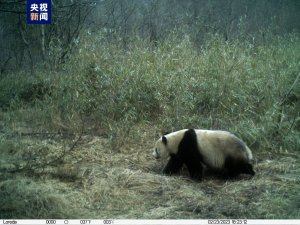 陕西长青自然保护区频频拍到野生大熊猫活动影像