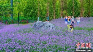 邂逅紫色花海 重庆嘉陵江湾马鞭草“浪漫”绽放