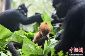 广州长隆新生黑叶猴宝宝与游客见面