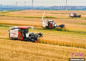 浙江婺城稻麦连作增产提效 夏粮丰收农户底气足