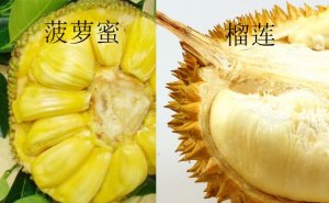 菠萝蜜和榴莲的区别 菠萝蜜和榴莲哪个好吃？