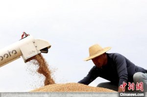 江西彭泽：长江江心岛沃野披“黄金” 小麦抢收忙