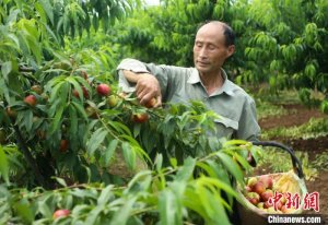 安徽肥西：绿水青山绘就绿色富饶新画卷