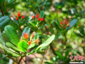 红树植物中的“大熊猫”红榄李迎来花期