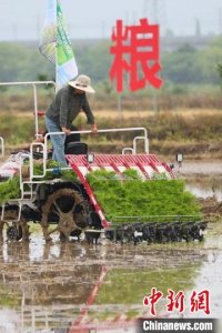 推动粮食稳产增效 南京郊外田间地头抢抓农时插秧忙