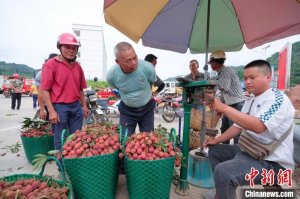 “中国黑叶荔之乡”荔枝大批量上市吸引客商采购