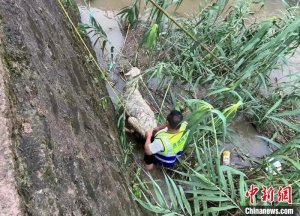 梅雨致浙江部分江河水位上涨 多方救援力量守护生命