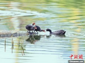 河北平泉：白骨顶鸡“带娃”戏水