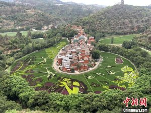 云南宜良彩色水稻迎观赏期 展乡村多彩画卷