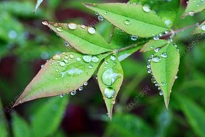 春季养生食谱推荐！营养又美味的八款“芽” 菜！