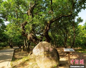 广东：支持探索建立古树名木保护补偿机制