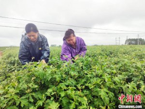 （乡村行·看振兴）端午艾飘香 广西“艾草村”激活致富密码