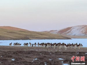 青海藏野驴数量超13000匹