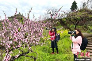 重庆合川太和6千余亩桃花盛开 游客登桃花山踏春赏花