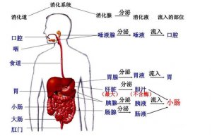 胃在哪个位置图 教你如何保护胃肠道健康？