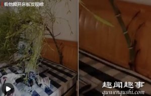 武汉男子4个月没回家床头长出一片竹林 掀开床板后崩溃了